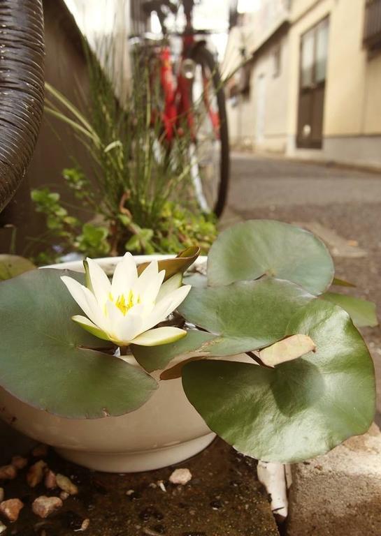 Love Kyoto Kyoenkan Værelse billede